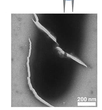 Open access visualization of Microscopy, Cell surface, Penetration