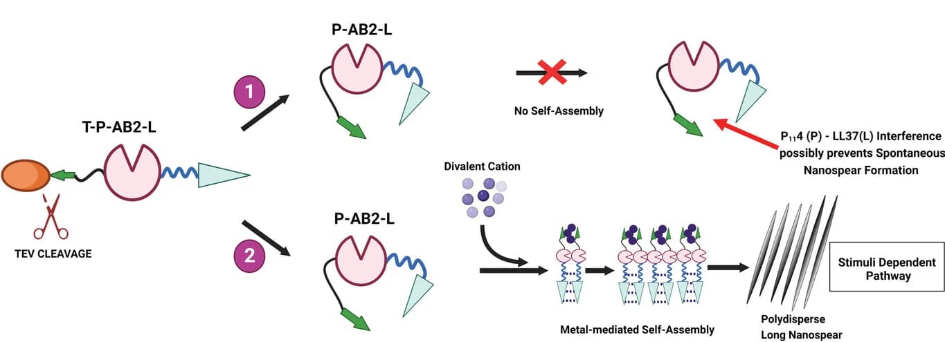 Open access visualization of Workflow, Flowchart, Illustration, Protein Nanospear, Self-Assembly