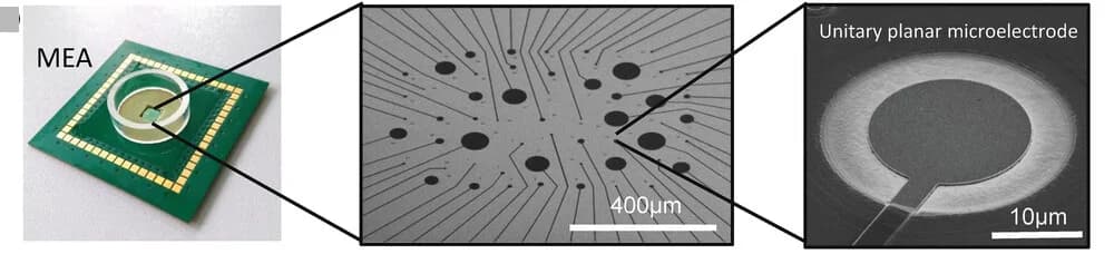 Open access visualization of Microscopy, Photo, MEA device, SEM images, Electrodes