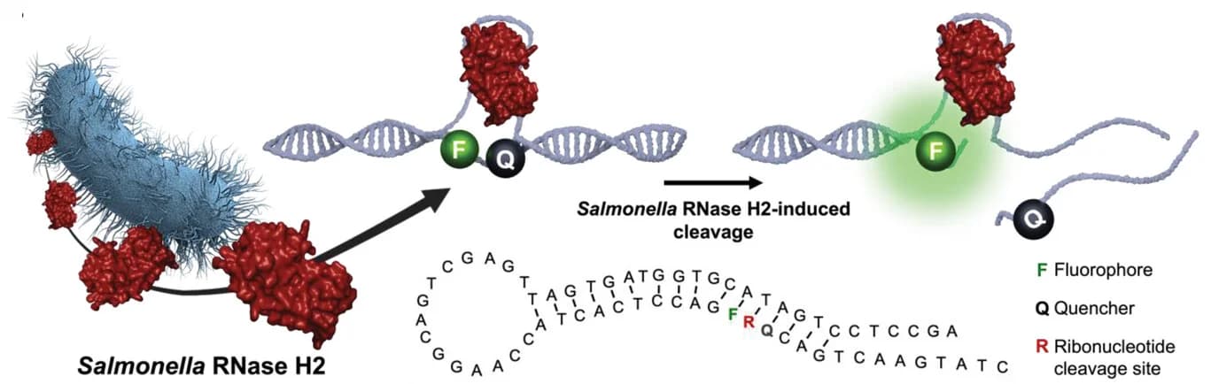 Open access visualization of Illustration, Workflow, S. Typhimurium, Nucleic Acid Probe, Cleavage Activity