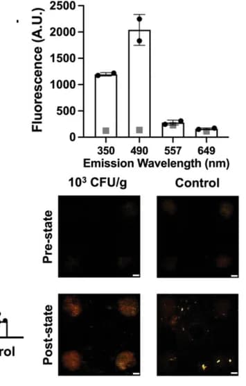 Open access visualization of Bar Plot, Error Bars, Microscopy, Fluorescence, Chicken Purge
