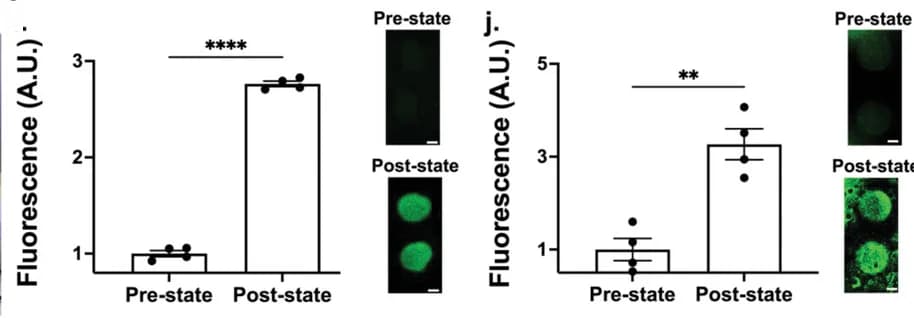 Open access visualization of Bar Plot, Error Bars, Photo, Microscopy, S. Typhimurium Detection