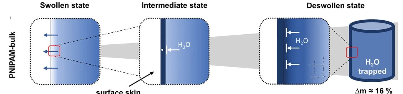 Open access visualization of Illustration, Workflow, Deswelling, PNIPAM, Hydrogels