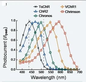 Open access visualization of Line Plot, Photoresponsive Proteins