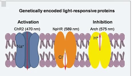 Open access visualization of Illustration, Optogenetic Response, ChR2 Channel, Ca2+, Na+