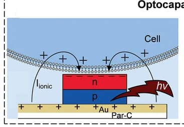 Open access visualization of Illustration, Optocapacitive stimulation, Mechanism