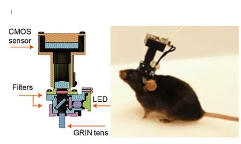 Open access visualization of Photo, Illustration, MiniLFM, Fluorescent Images, Gradient Index (GRIN)
