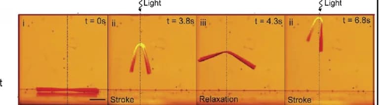 Open access visualization of Photo, Bending, Relaxation, UV Light, Propulsive Force