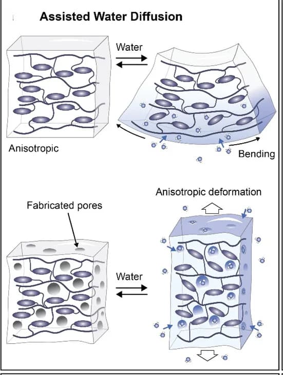 Open access visualization of Illustration, Liquid Crystal Networks, Water Diffusion, Humidity, Anisotropic Deformation