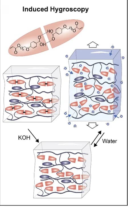 Open access visualization of Workflow, Illustration, Liquid Crystal Networks, Hygroscopicity, Hydrogen Bonds