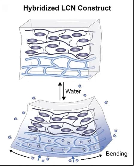 Open access visualization of Illustration, Liquid Crystal Networks, Hybridized Construct, Multilayer Films, Hygroscopic Layer