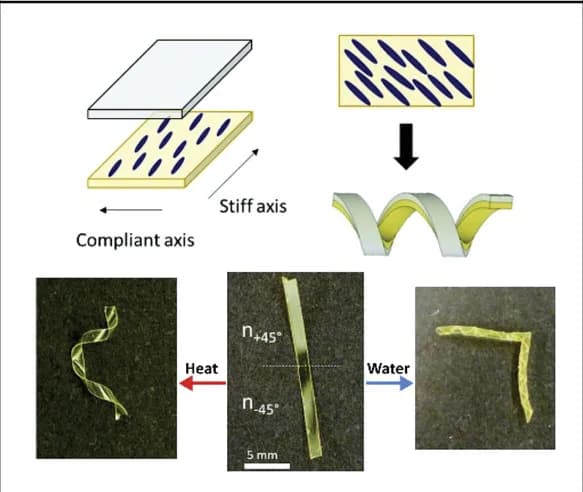 Open access visualization of Workflow, Illustration, Photo, Hybridized LCNs, Hydrogel Actuator