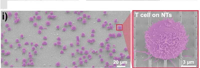 Open access visualization of Microscopy, SEM images, Primary human T cells, Au-coated NTs arrays, NTmembrane interface