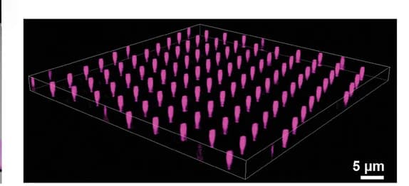 Open access visualization of 3D Plot, Confocal microscopy, CAR constructs, Au-coated NTs