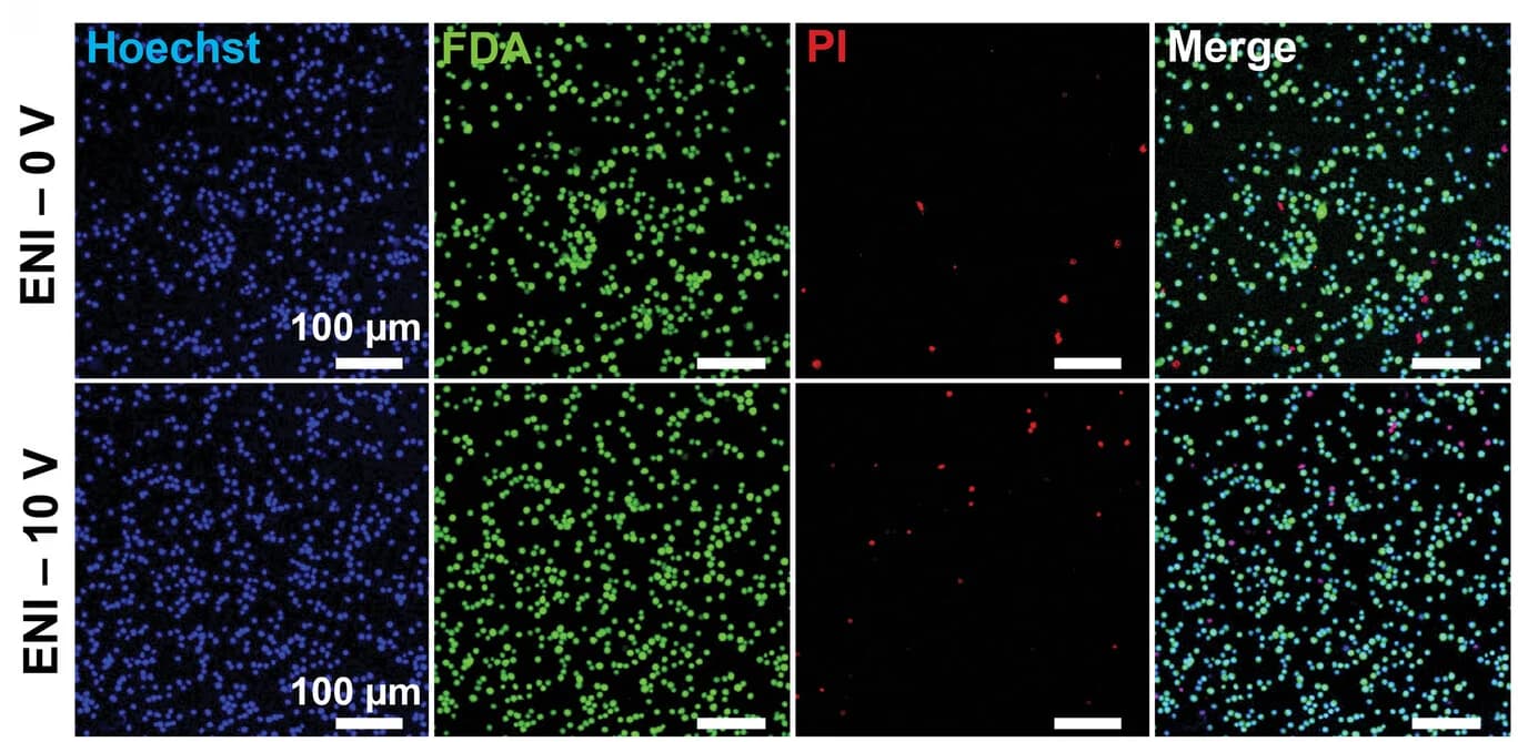 Open access visualization of Microscopy, Confocal Microscopy, T Cells, Electroporation