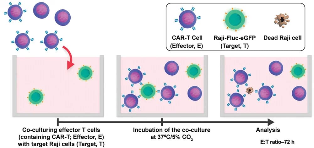 Open access visualization of Workflow, Illustration, CAR-T Cells, Raji-Fluc-eGFP Cells, Co-culture