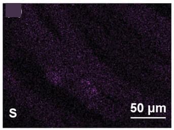 Open access visualization of Microscopy, EDX Elemental Mapping, ML Cellulose Fibers, Oxygen