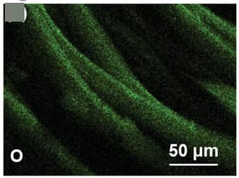 Open access visualization of Microscopy, EDX Elemental Mapping, ML Cellulose Fibers, Sulfur, ML Particles
