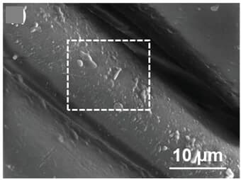 Open access visualization of Microscopy, SEM Image, ML Cellulose Fibers