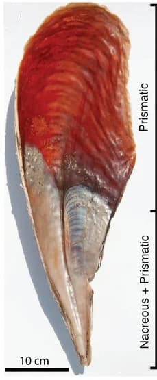 Open access visualization of Photo, P. nobilis Shell, Inner Side, Nacreous Layer