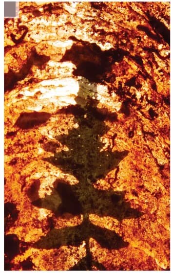 Open access visualization of Microscopy, Photo, P. nobilis Shell, Shadow Projection, Leaf