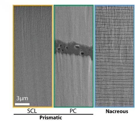 Open access visualization of Microscopy, Scanning Electron Micrographs, Organic Interfaces, Single-Crystal-Like Prism, Polycrystalline Prism
