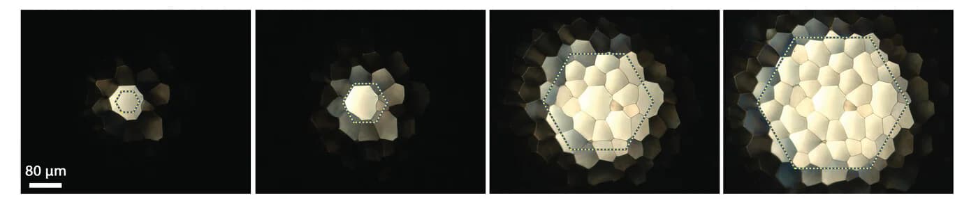 Open access visualization of Microscopy, Reflected Light, Prism
