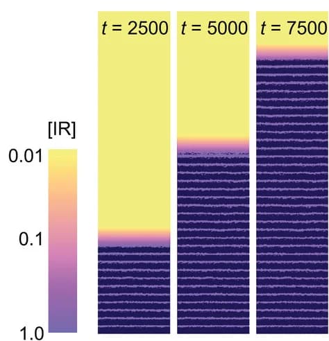 Open access visualization of Heatmap, Numerical Modeling, Experimental Pattern, Concentration Gradient, Silver Ions
