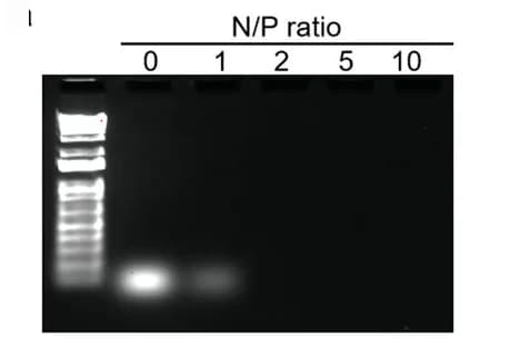 Open access visualization of Gel, Agarose Gel Electrophoresis, siPDK1, N/P Ratio