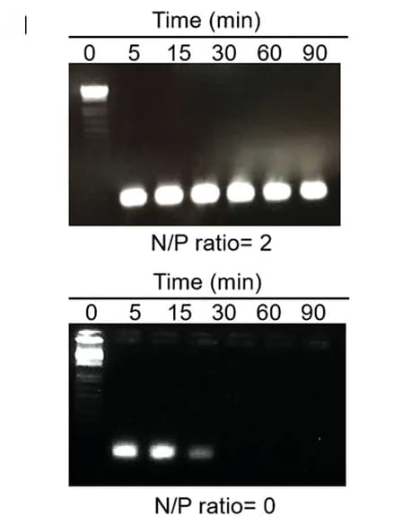 Open access visualization of Gel, siPDK1, RNase A, SDS Agarose Gel