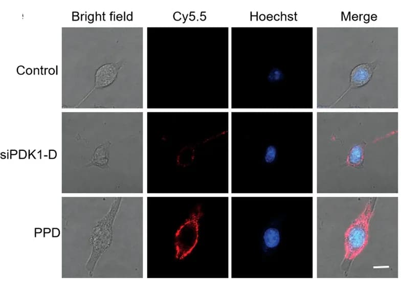 Open access visualization of Microscopy, Cellular Uptake, PPD, Cy5.5, 4T1 Cells