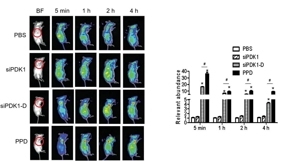 Open access visualization of Bar Plot, Microscopy, Photo, In Vivo Imaging, Tumor