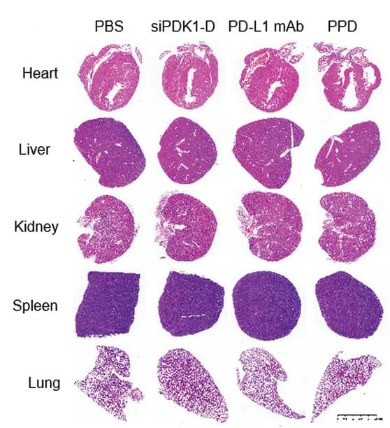 Open access visualization of Microscopy, Hematoxylin and Eosin Staining, H&E Staining, Organs, Heart