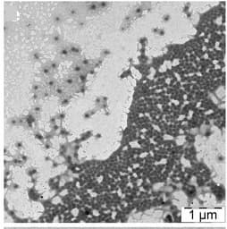 Open access visualization of Microscopy, TEM Images, PVCL Microgels, DAEo, Ultrasonication