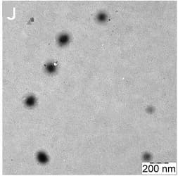 Open access visualization of Microscopy, Microgels, DAEc, Ultrasonication