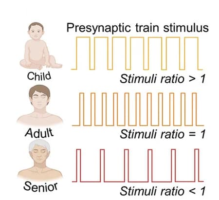 Open access visualization of Line Plot, Line Step, Schematic Illustration, Presynaptic Voltage, Brain Aging