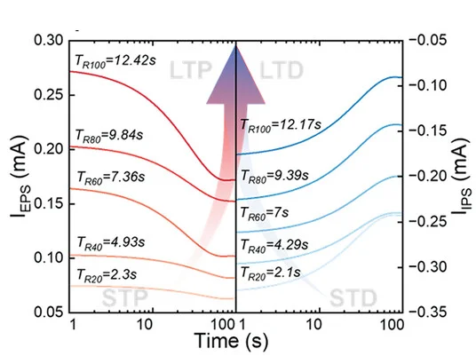 Open access visualization of Line Plot, Synaptic Transition, STP, LTP, Relaxation Time