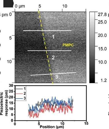 Open access visualization of Microscopy, Line Plot, PMPC Brush, Piezoresponse Amplitude, PFM