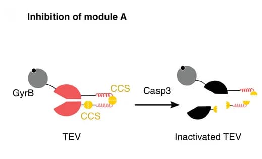 Open access visualization of Workflow, Illustration, Inhibition, Module A, Casp3 Protease