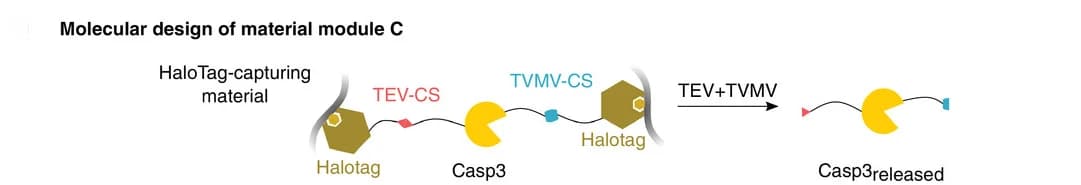Open access visualization of Workflow, Illustration, Molecular Design, Material Module, Casp3 Protease