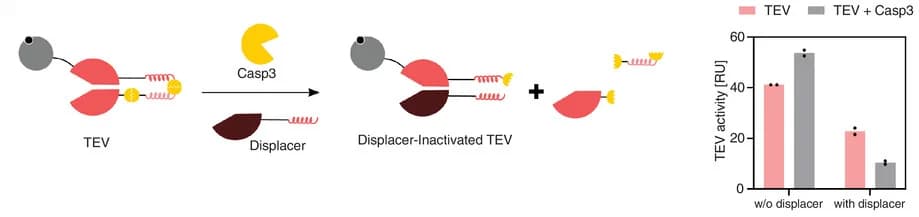 Open access visualization of Bar Plot, Error Bars, Illustration, TEV, Casp3