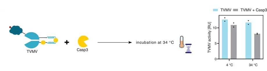 Open access visualization of Bar Plot, Error Bars, Clustered, TVMV, Casp3