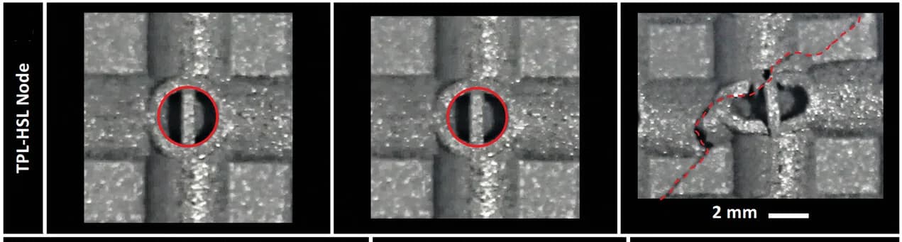 Open access visualization of Microscopy, Photo, TP-HSL Node, Compression