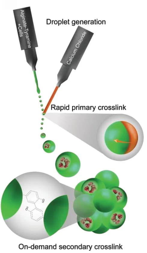 Open access visualization of Illustration, Workflow, Microgels, Engineered Tissues, PALM