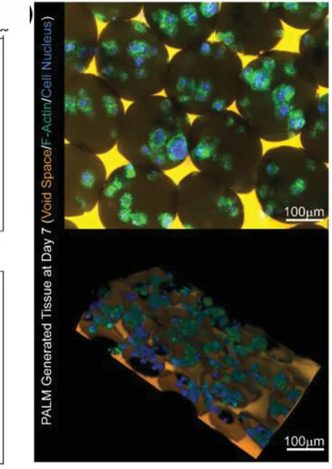 Open access visualization of Microscopy, 3D Plot, Fluorescence Confocal Microscopy, 3D Reconstruction, Engineered Tissue
