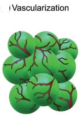 Open access visualization of Illustration, Schematic Depiction, PALM, Vascularization, Capillary Pore Space