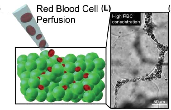 Open access visualization of Microscopy, Illustration, Schematic Depiction, Capillary Network, PALM