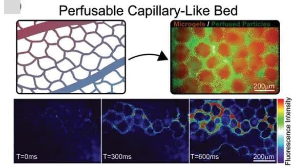 Open access visualization of Microscopy, Capillary Bed, PALM, Fluorescent Beads, Pore Network