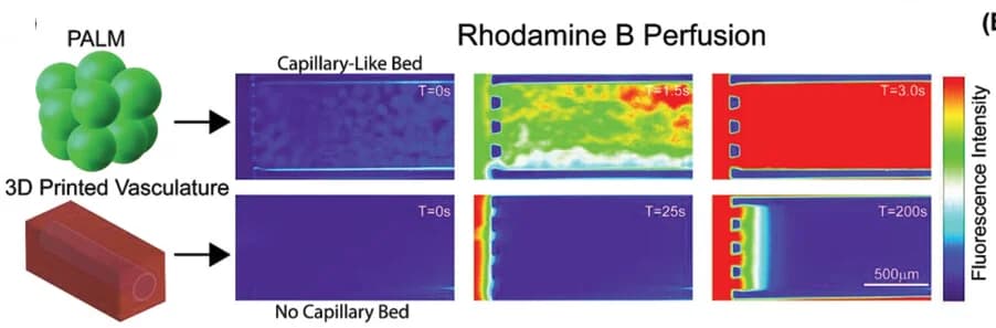 Open access visualization of Heatmap, 3D Plot, Illustration, Nutrient Infusion, PALM Generated Constructs