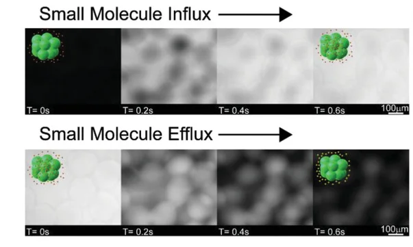 Open access visualization of Microscopy, Confocal Microscopy, Small Molecules, Rhodamine B, Microgel Building Blocks